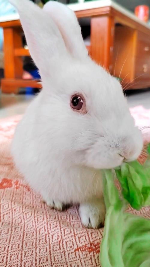 兔子视频安卓版