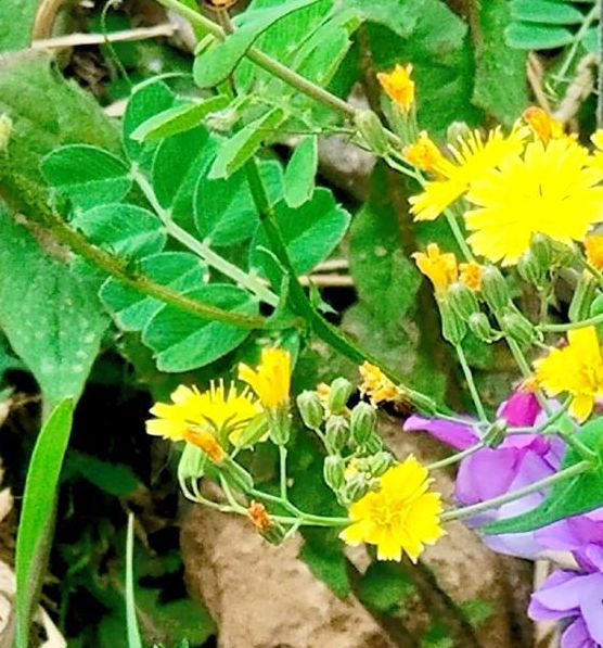 野花免费观看高清在线观看