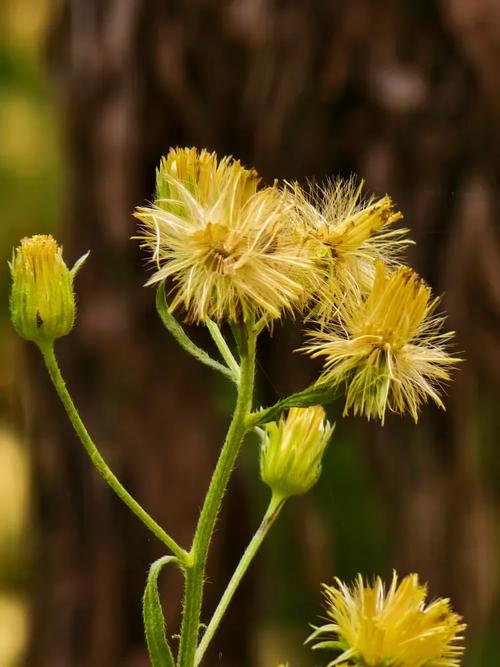 野花免费观看高清在线观看