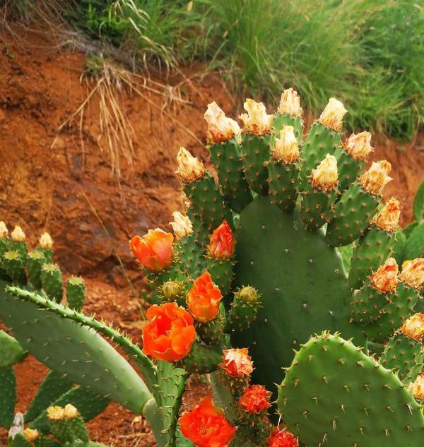 仙人掌app下载安装安卓版