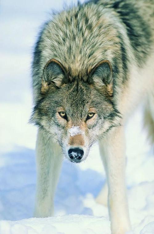 狼群中文手机资源观看