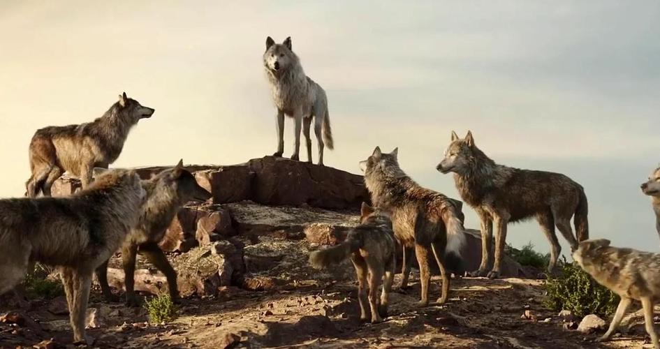 狼群社区视频www中文字幕