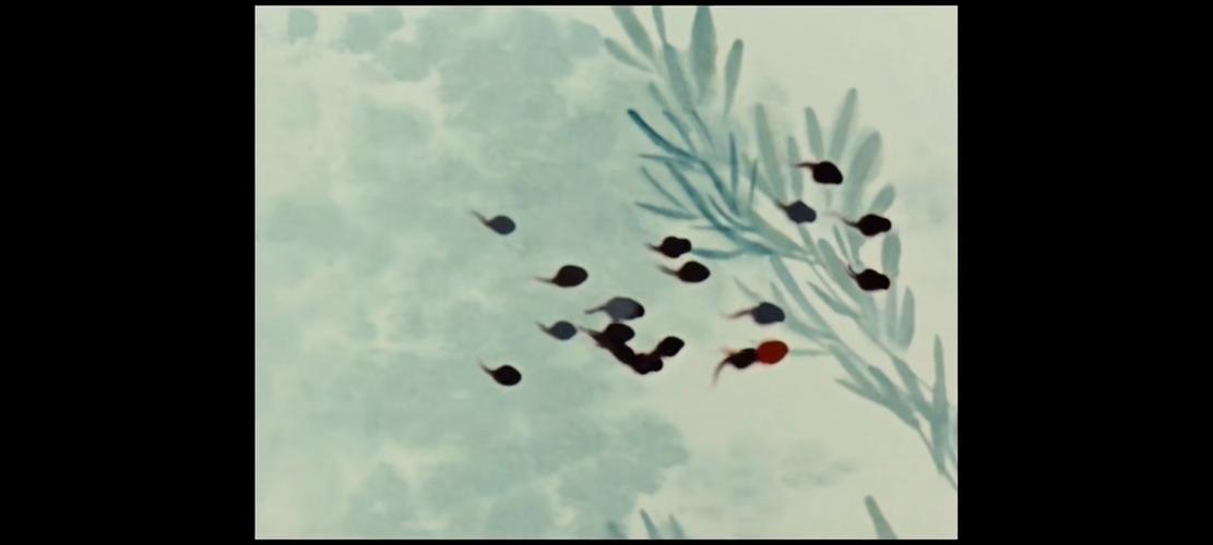 小蝌蚪视频免费观看直播