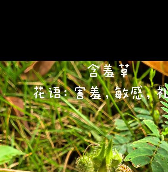 含羞草3.0.0安卓版