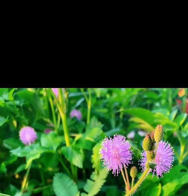 含羞草3.0.0安卓版