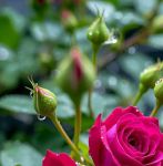 花儿视频在线观看