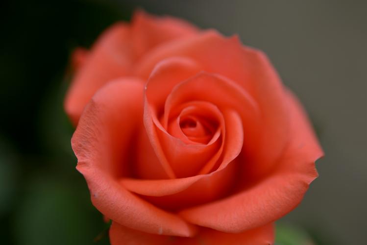 花儿视频在线观看