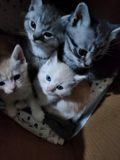 新版猫咪目前的地址2021