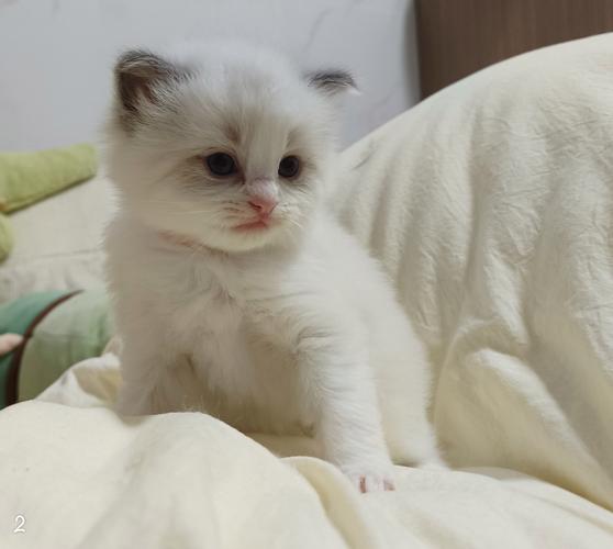 新版猫咪目前的地址2021