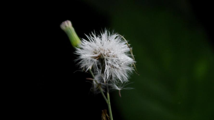野花视频免费资源