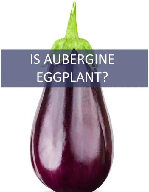 eggplant视频(茄子视频)