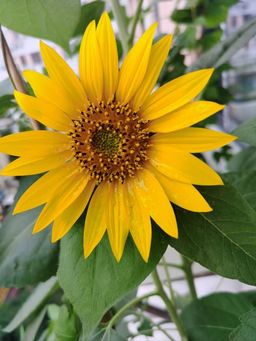 草莓榴莲向日葵深夜释放自己ios