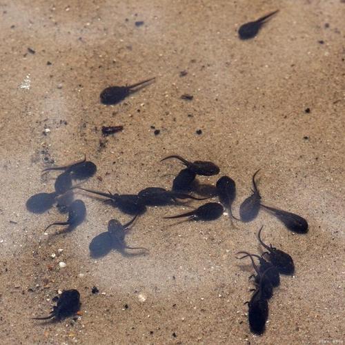 小蝌蚪视频网5.3.5下载