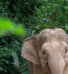 大象视频2021更新版