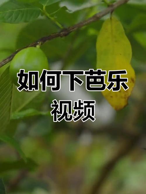 芭乐视频app下载免费