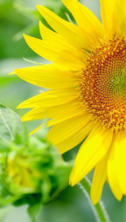 向日葵视频ios免费版