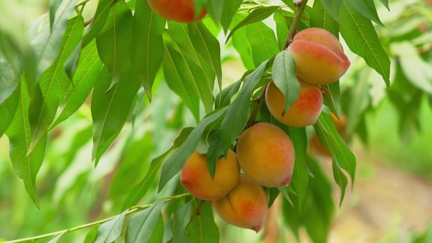 黄桃视频嘿呦嘿呦