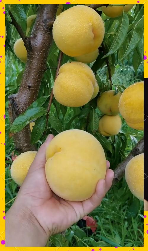 黄桃视频嘿呦嘿呦