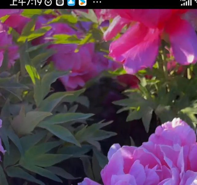 牡丹直播高清版