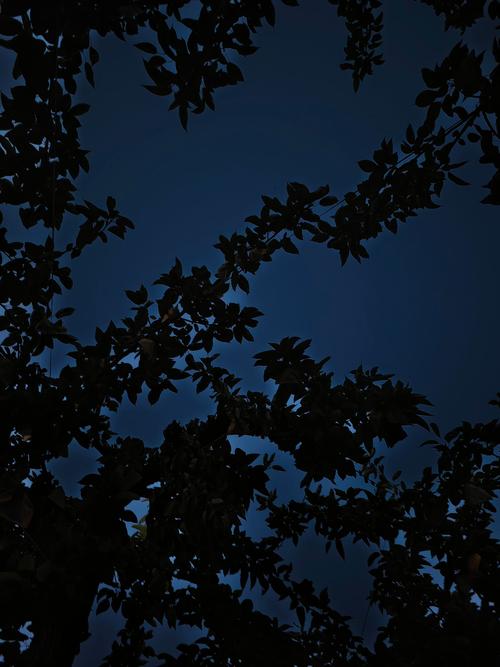 黑夜免费高清视频在线观看