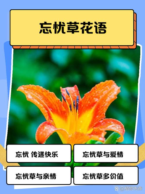 忘忧草最新中文字幕大全