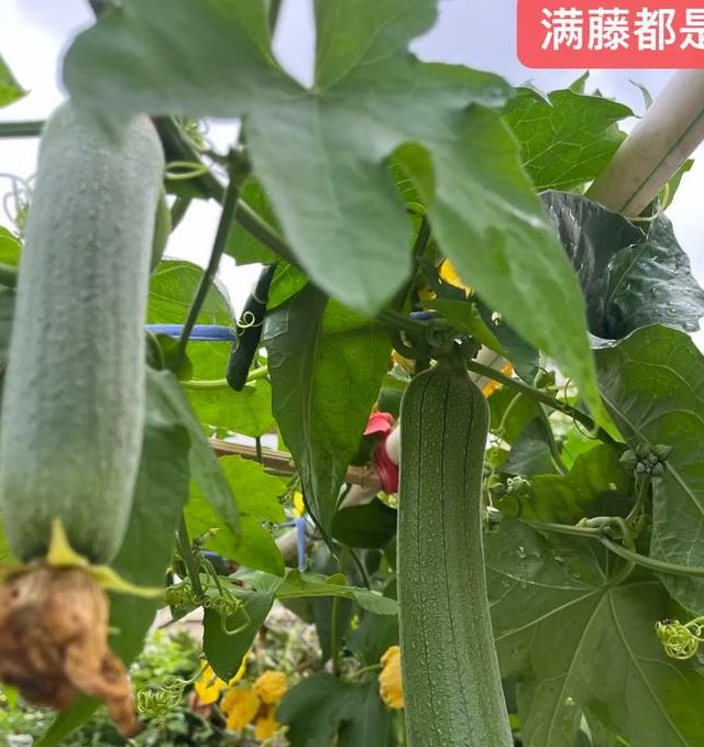 秋葵茄子丝瓜绿巨人污