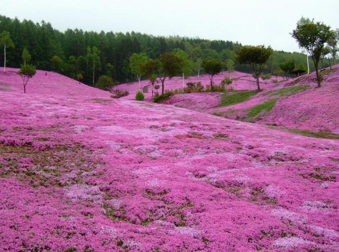樱花草在线观看播放www