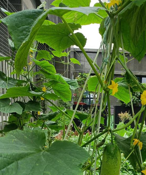 丝瓜黄瓜草莓向日葵秋葵榴莲污大全