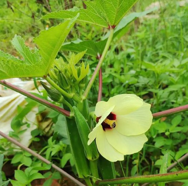 秋葵男的加油站女人美容院看