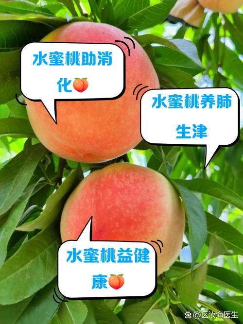 水蜜桃带你另眼看世界最新版