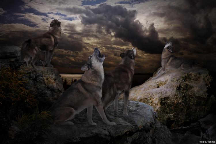狼群在线视频