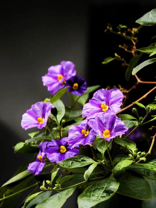 野花视频免费高清完整版app