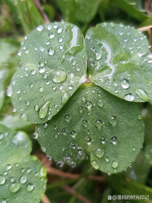 丝瓜草莓香草秋葵榴莲幸福宝手机免费