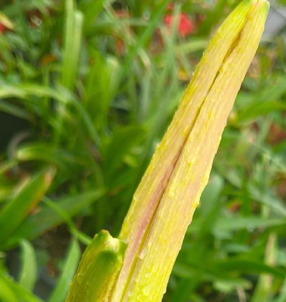 miya忘忧草yw成长人研究室