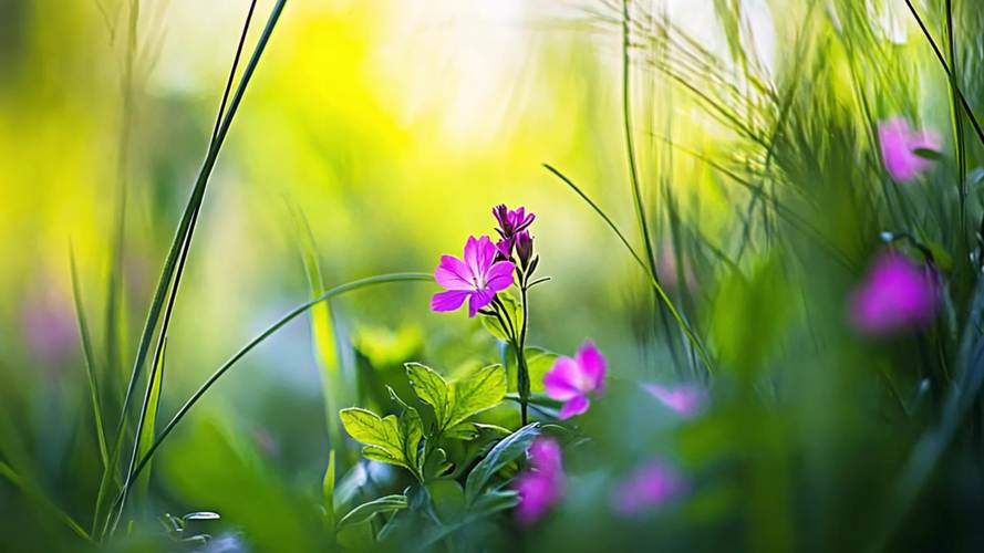 野花视频最新免费观看