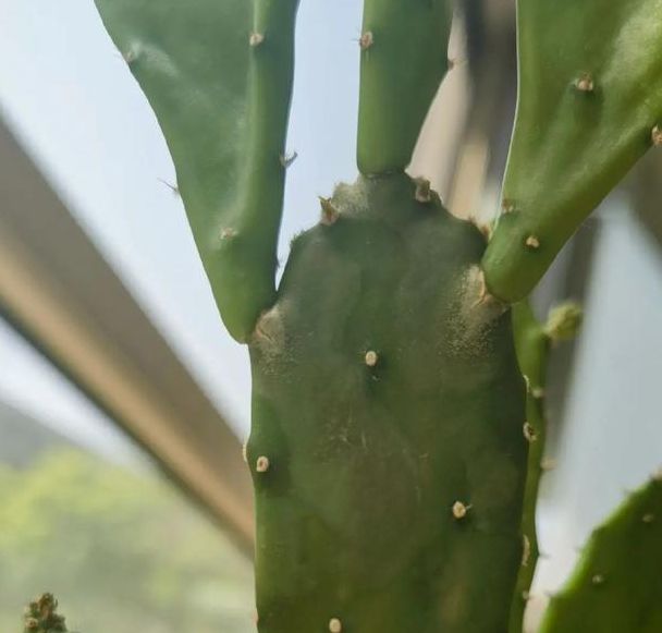 仙人掌视频安卓版