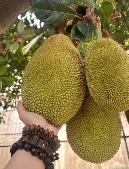 菠萝菠萝蜜视频手机观看免费版