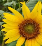 xrk1_3_0ark向日葵下载污