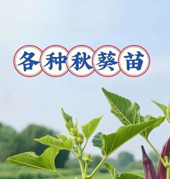 秋葵解锁版下载秋葵解锁版v4.7.3苹果