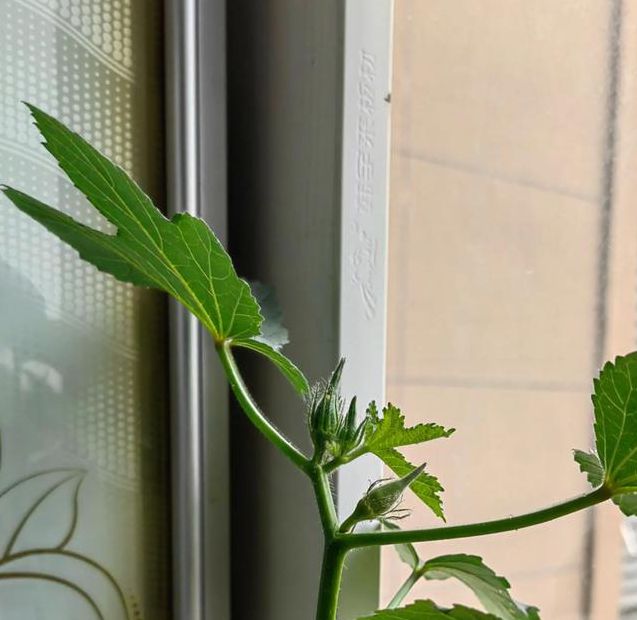 秋葵解锁版下载秋葵解锁版v4.7.3苹果