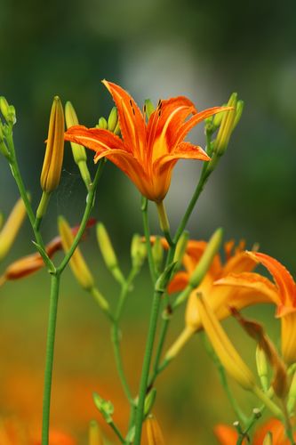 忘忧草在线影视社区