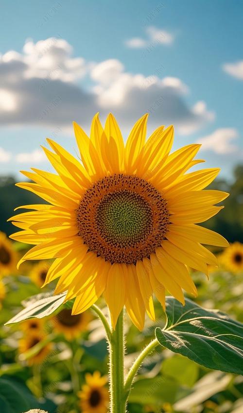 向日葵下载免费安卓版:向日葵下载免费无限看的视频播放器