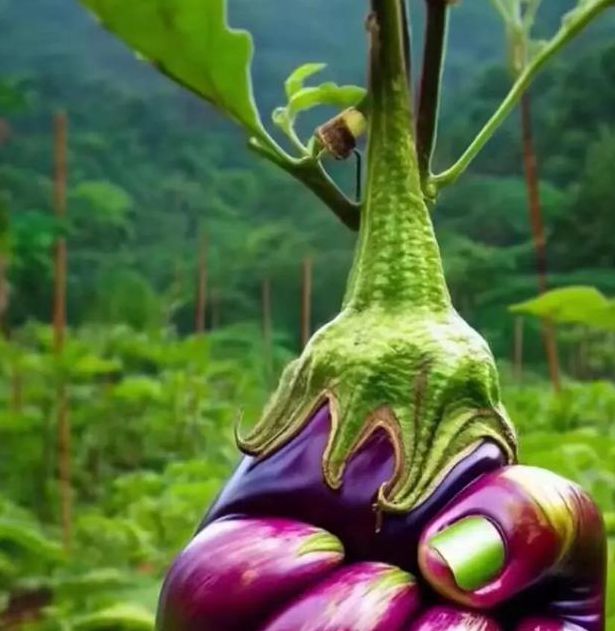 黄瓜茄子绿巨人小蝌蚪免费版