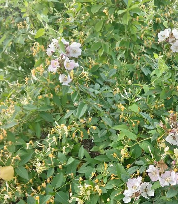 野花香社区在线观看播放最新版