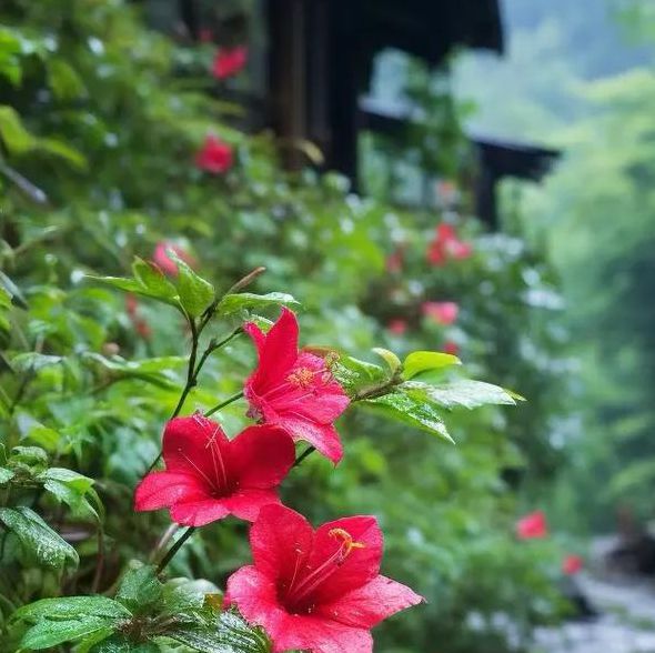 野花香社区在线观看播放最新版