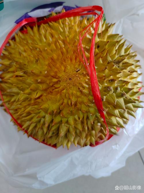 性宝福芭乐向日葵鸭脖小猪榴莲