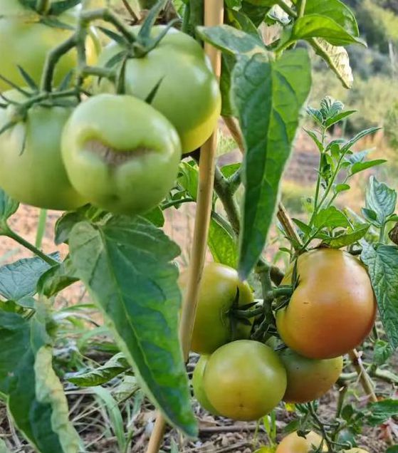 茄子香蕉番茄草莓污免费