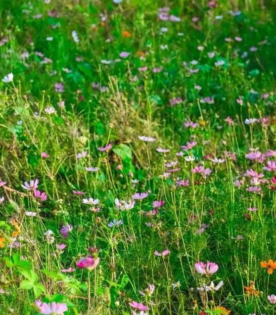 野花社区视频高清完整版