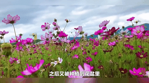 野花社区视频高清完整版