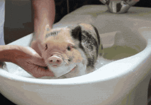 别咬我耳朵我很敏感视频